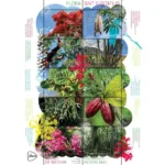 PostNL Beleef de natuur flora Sint Eustatius - 10 stuks